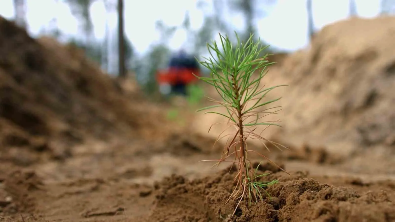 ‘Seyrek dikim’ ve ‘yangın emniyet şeritleri’ yöntemiyle yapılan özel çalışmalar