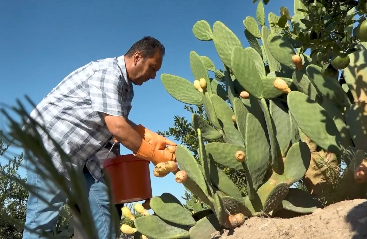 Mersin’de sulama imkanı az olan bölgelerde yetiştirilen dikenli incirde hasat
