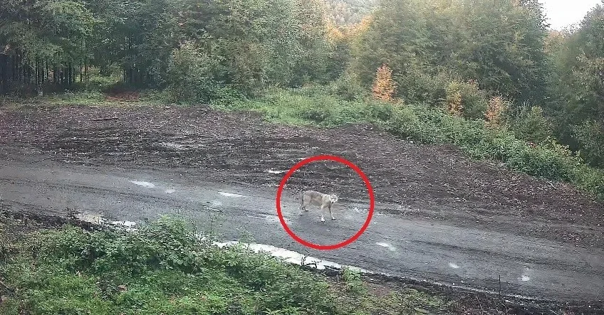 Ordu’nun Kumru ilçesinde sürü halinde gezen kurtlar, bölgede kurulu olan