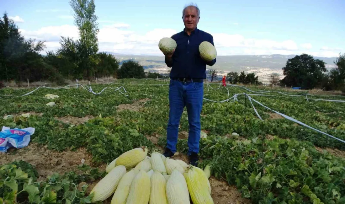 Kütahya’nın Emet ilçesine bağlı Göncek köyünde, organik ’Göncek Kavunu’nun hasadı