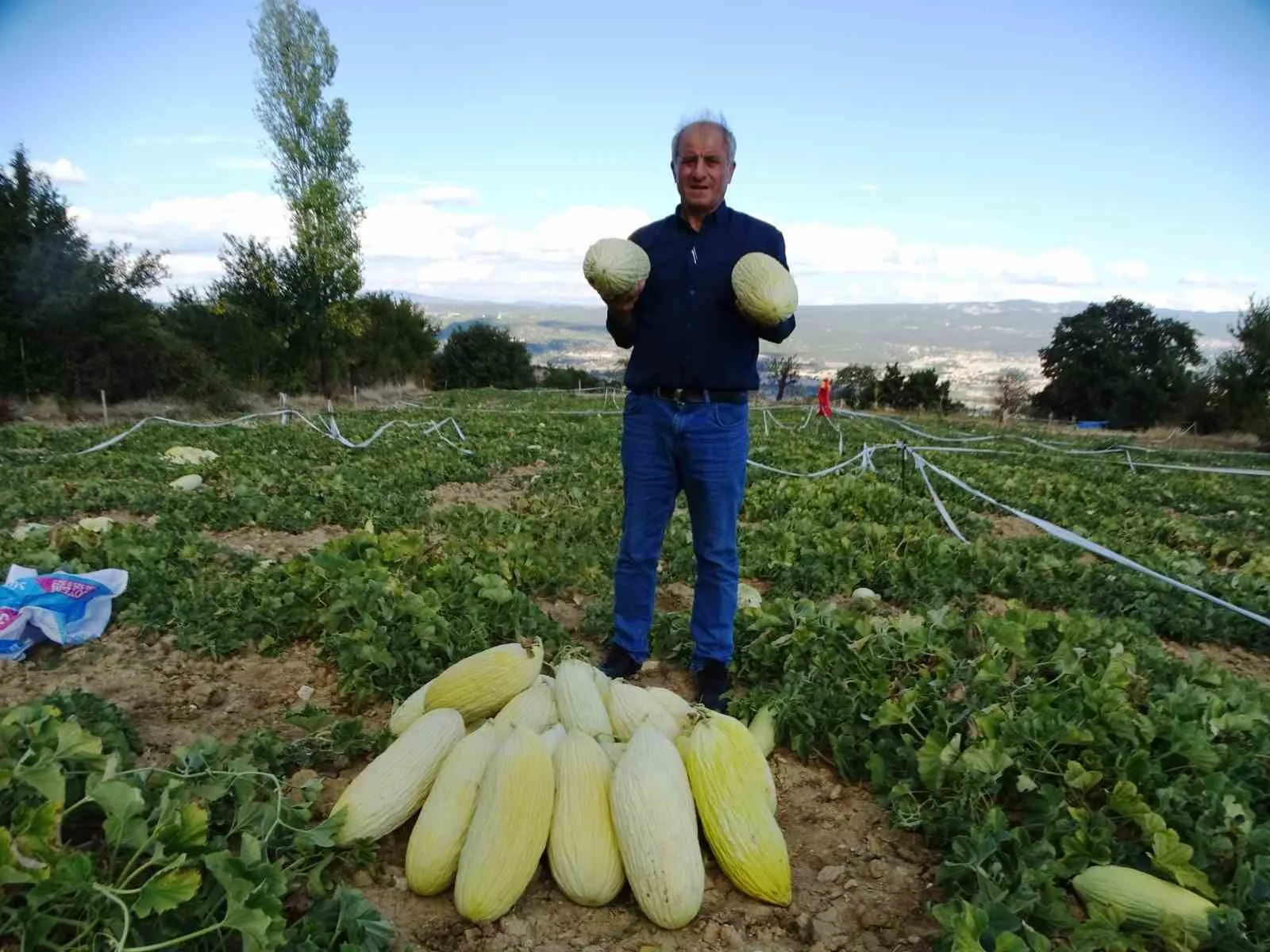Kütahya’nın Emet ilçesine bağlı Göncek köyünde, organik ’Göncek Kavunu’nun hasadı