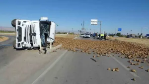 Malatya’da sürücünün kontrolünden çıkan pancar yüklü tır devrildi. Tonlarca pancarın