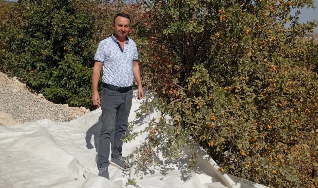 Malatya’nın Akçadağ ilçesinde aşılanan yabani alıç ağaçlarında hasat çalışmaları sürüyor.