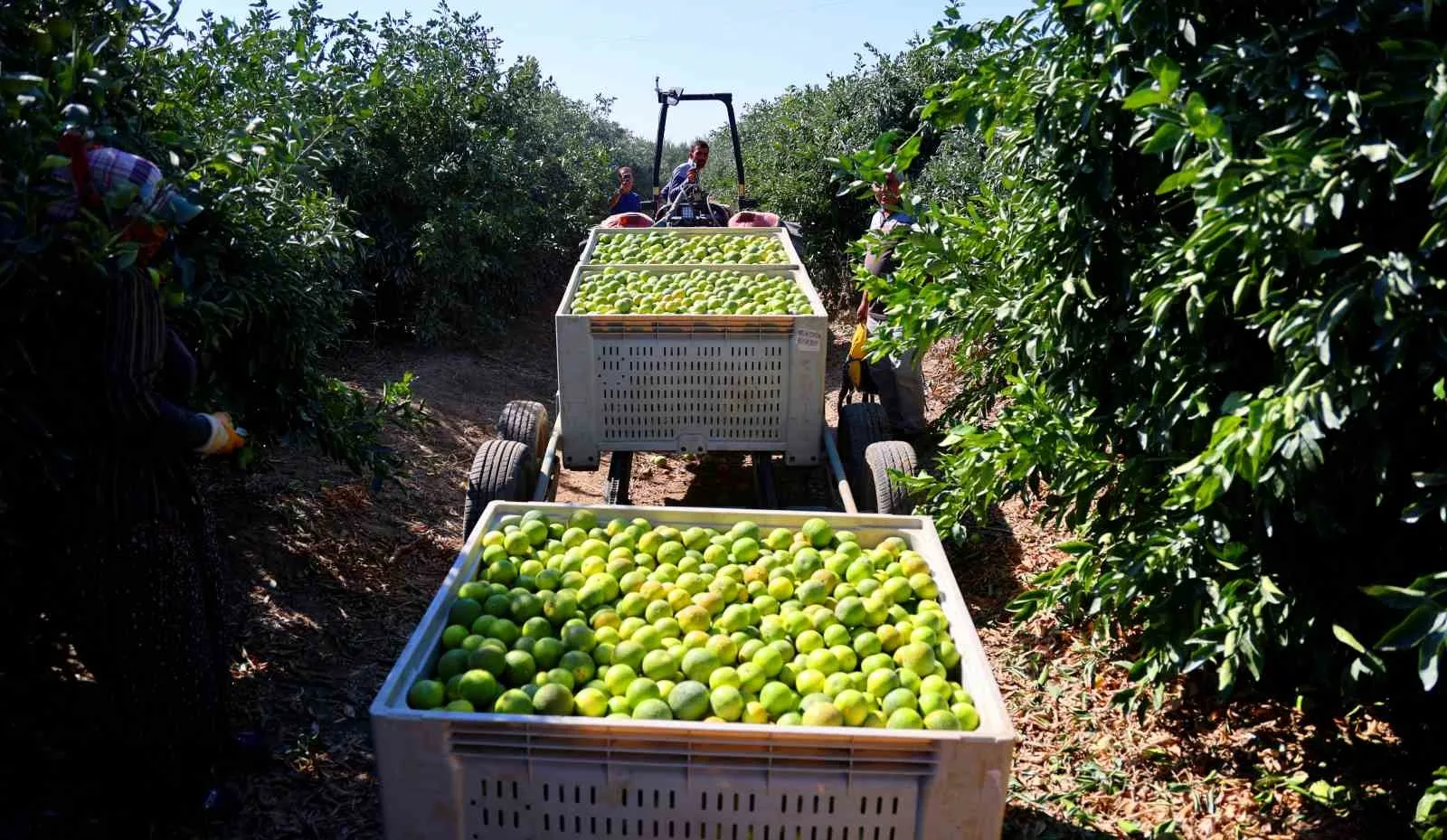 Adana’da erkenci cins mandalinada hasat başlarken, zirai dondan etkilenmeyen ürünün