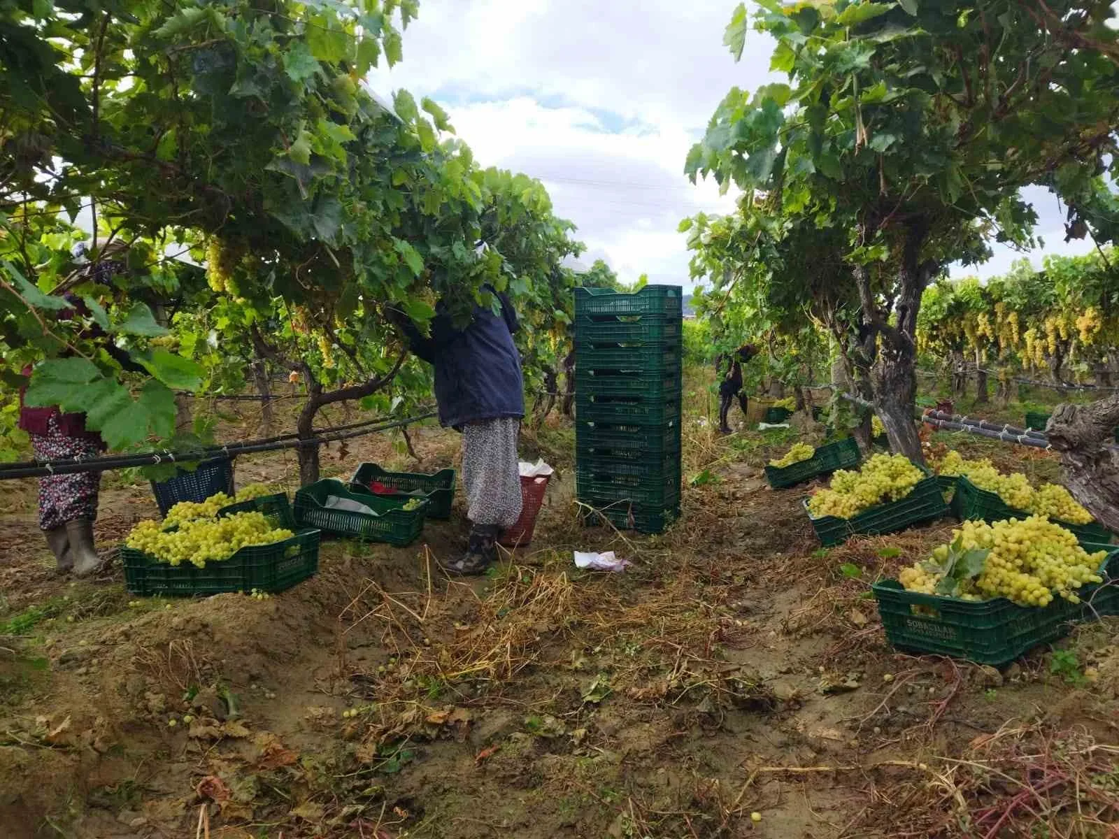Manisa’nın Sarıgöl ilçesinde bağlarda örtü altında bekletilen dünyaca ünlü sofralık