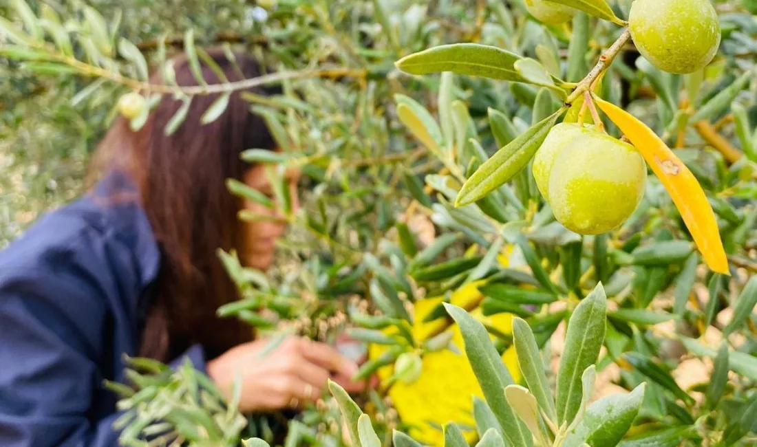 Manisa’nın Salihli ilçesindeki Tarım ve Orman Müdürlüğü, zeytin üreticilerine önemli
