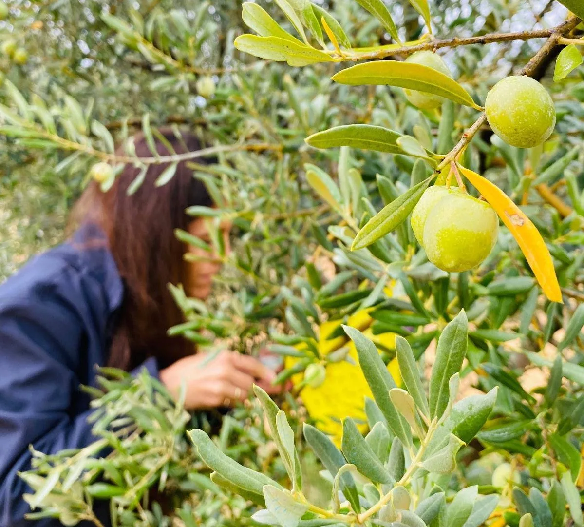 Manisa’nın Salihli ilçesindeki Tarım ve Orman Müdürlüğü, zeytin üreticilerine önemli