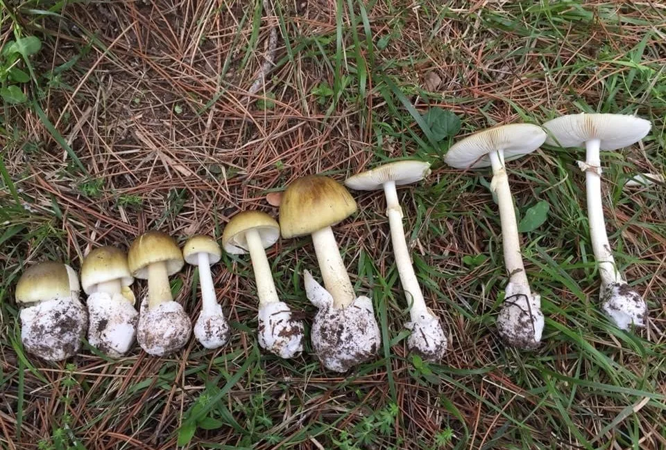 Sonbahar mevsimiyle birlikte artan mantar tüketimine dikkat çeken Dr. Öğretim