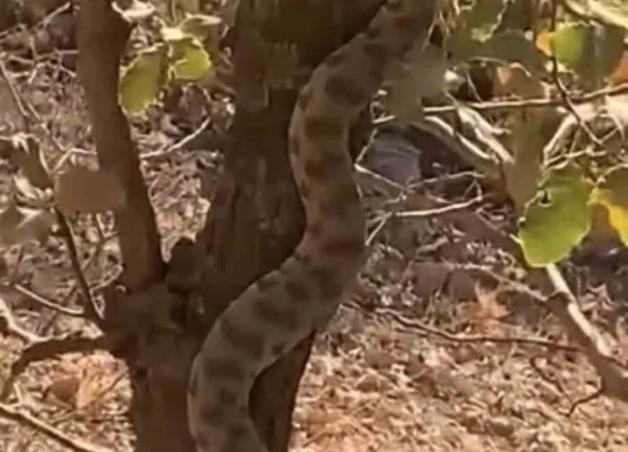 Mardin’in Nusaybin ilçesine bağlı Bagok Dağı bölgesinde ağaca tırmanan engerek