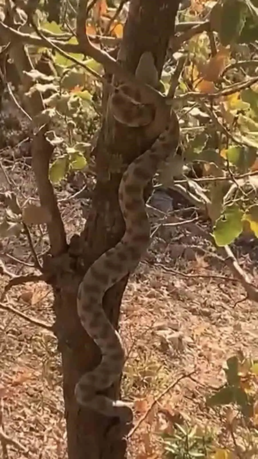 Mardin’in Nusaybin ilçesine bağlı Bagok Dağı bölgesinde ağaca tırmanan engerek