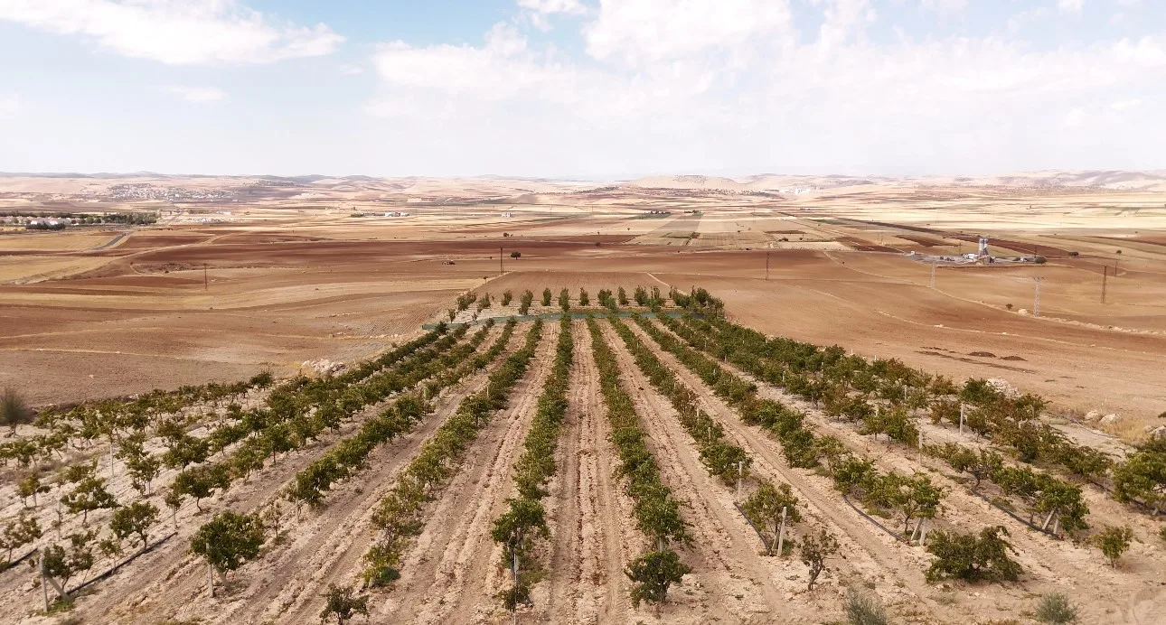 Mardin’in Mazıdağı ilçesine bağlı kırsal mahallelerde mazrone ismi verilen üzümden