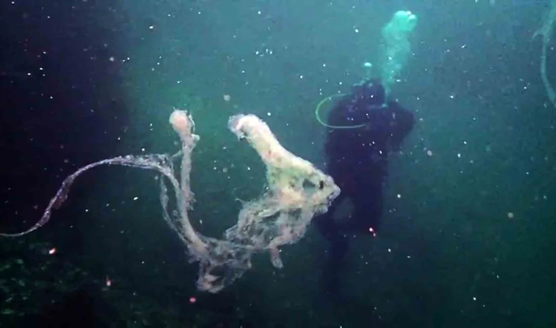 Marmara Sivriada çevresinde deniz habitatı üzerinde çalışma yapan Deniz Yaşamı