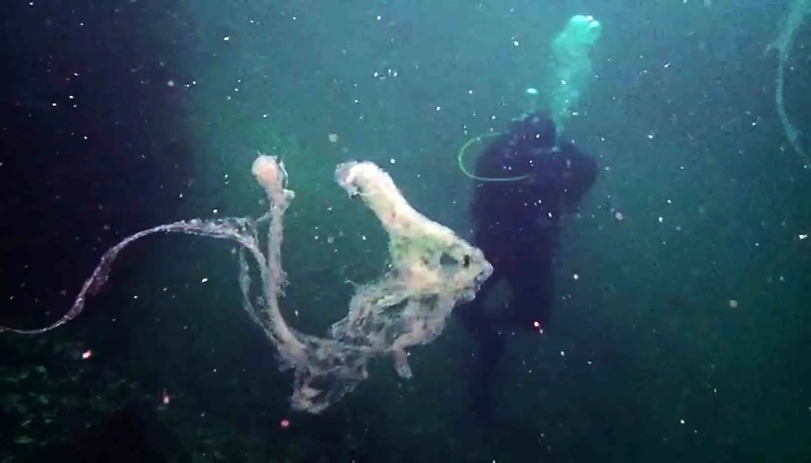 Marmara Sivriada çevresinde deniz habitatı üzerinde çalışma yapan Deniz Yaşamı