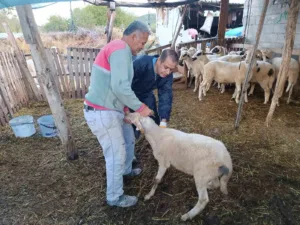 Menteşe İlçe Tarım ve Orman Müdürlüğü, bölgedeki büyükbaş ve küçükbaş