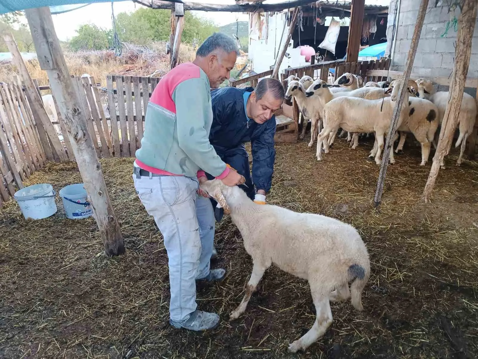 Menteşe İlçe Tarım ve Orman Müdürlüğü, bölgedeki büyükbaş ve küçükbaş