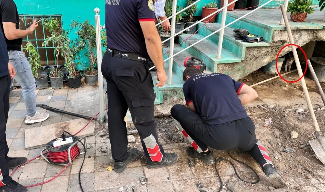 Şırnak’ın Cizre ilçesinde bir iş yerinde merdiven boşluğuna sıkışan yavru