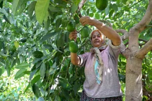 Mersin Büyükşehir Belediyesi, tarımsal kalkınma projeleriyle üreticilere destek vermeye devam