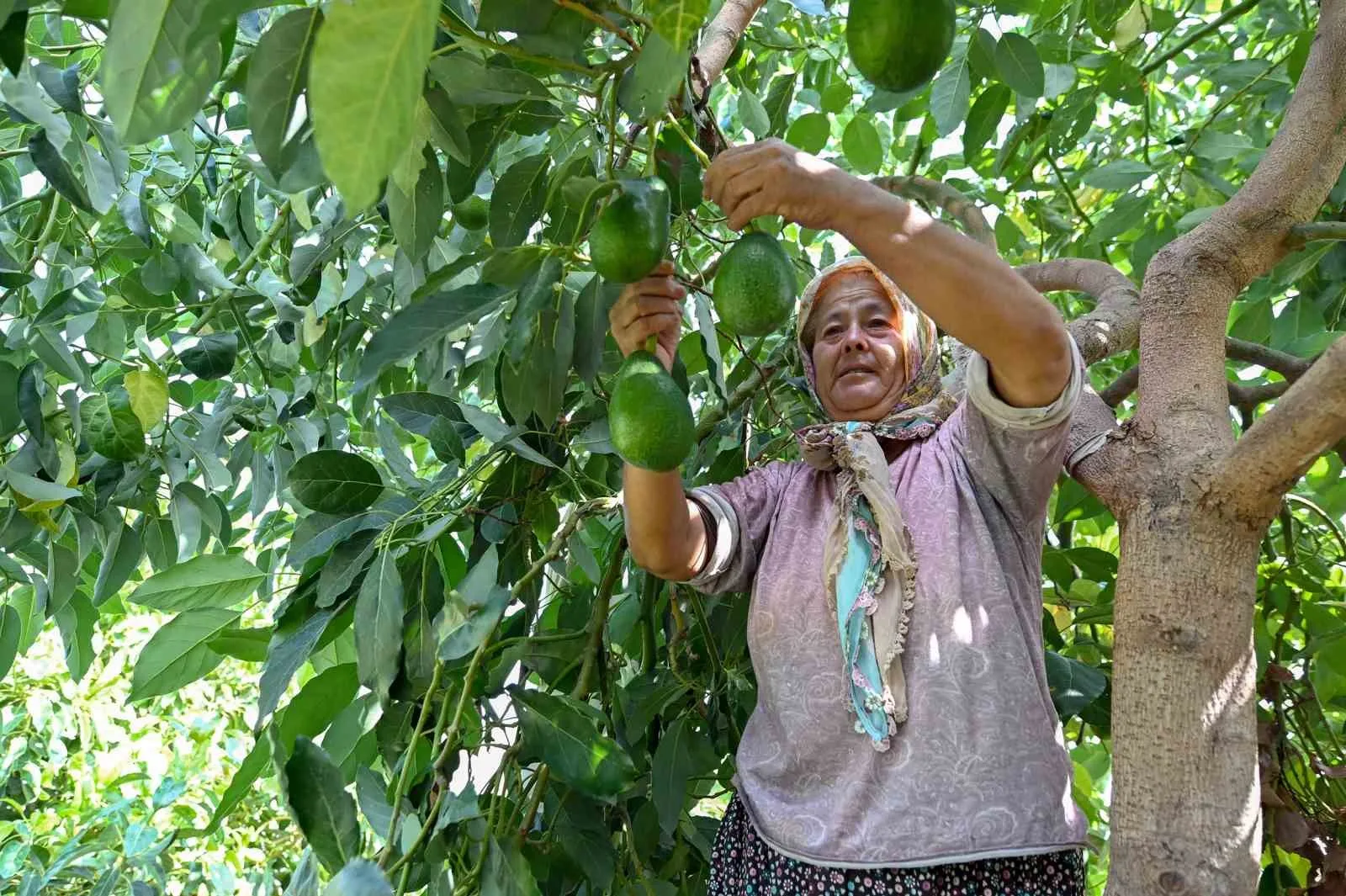 Mersin Büyükşehir Belediyesi, tarımsal kalkınma projeleriyle üreticilere destek vermeye devam