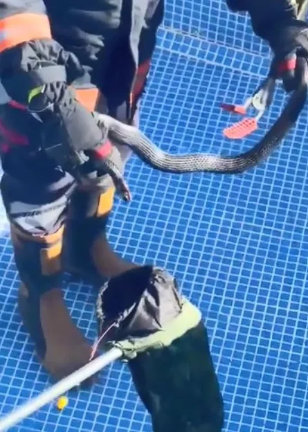 Mersin’de bir sitenin havuzuna giren karayılan itfaiye ekipleri tarafından yakalanarak