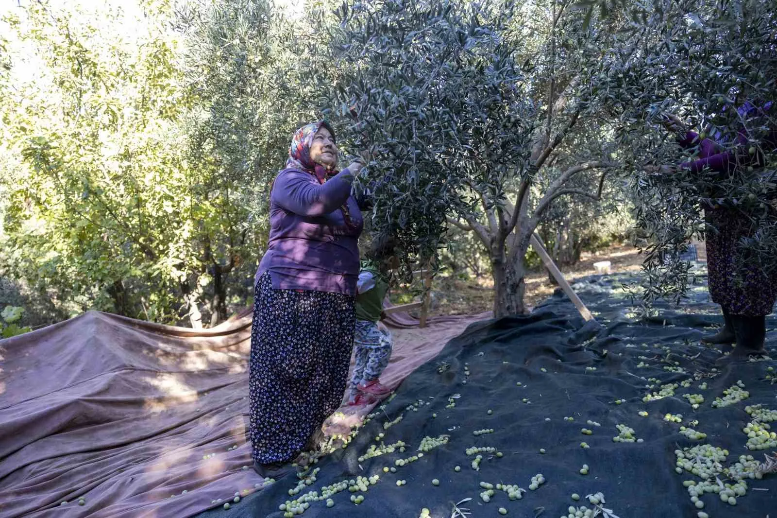 Mersin Büyükşehir Belediyesi, kadın çiftçilere fide, fidan, ekipman ve hayvancılık