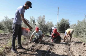 Mersin Büyükşehir Belediyesi, tarımsal üretimi canlandırmak ve üreticilere yeni gelir