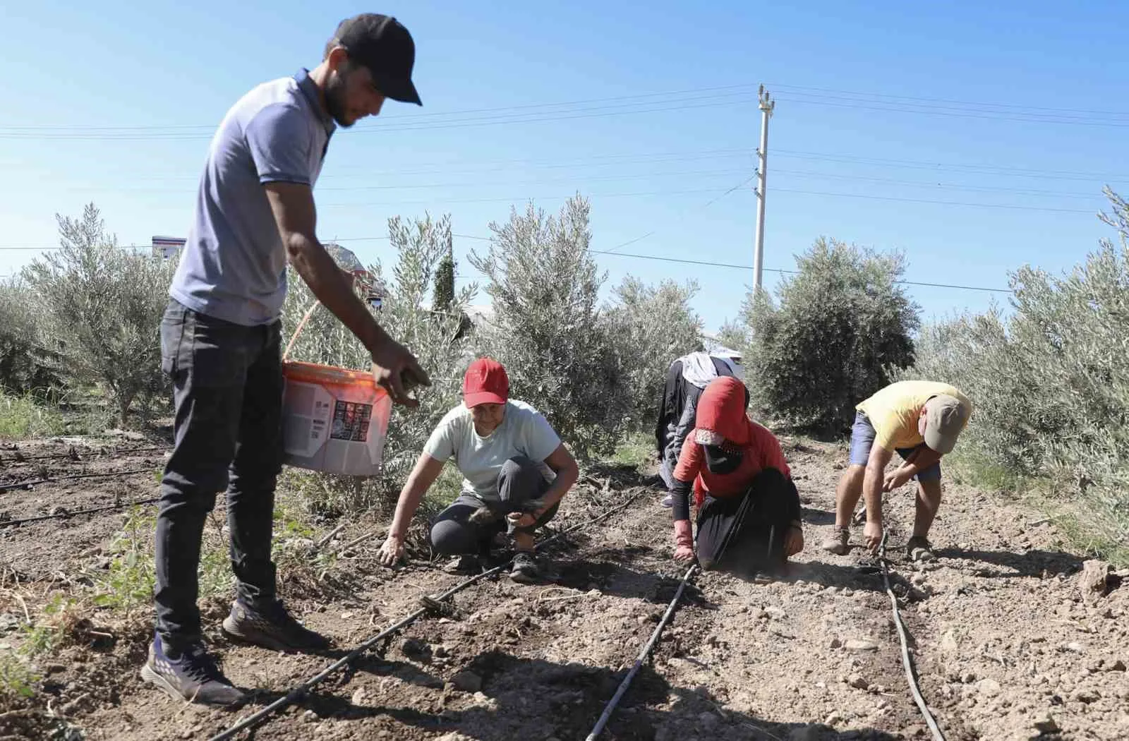 Mersin Büyükşehir Belediyesi, tarımsal üretimi canlandırmak ve üreticilere yeni gelir