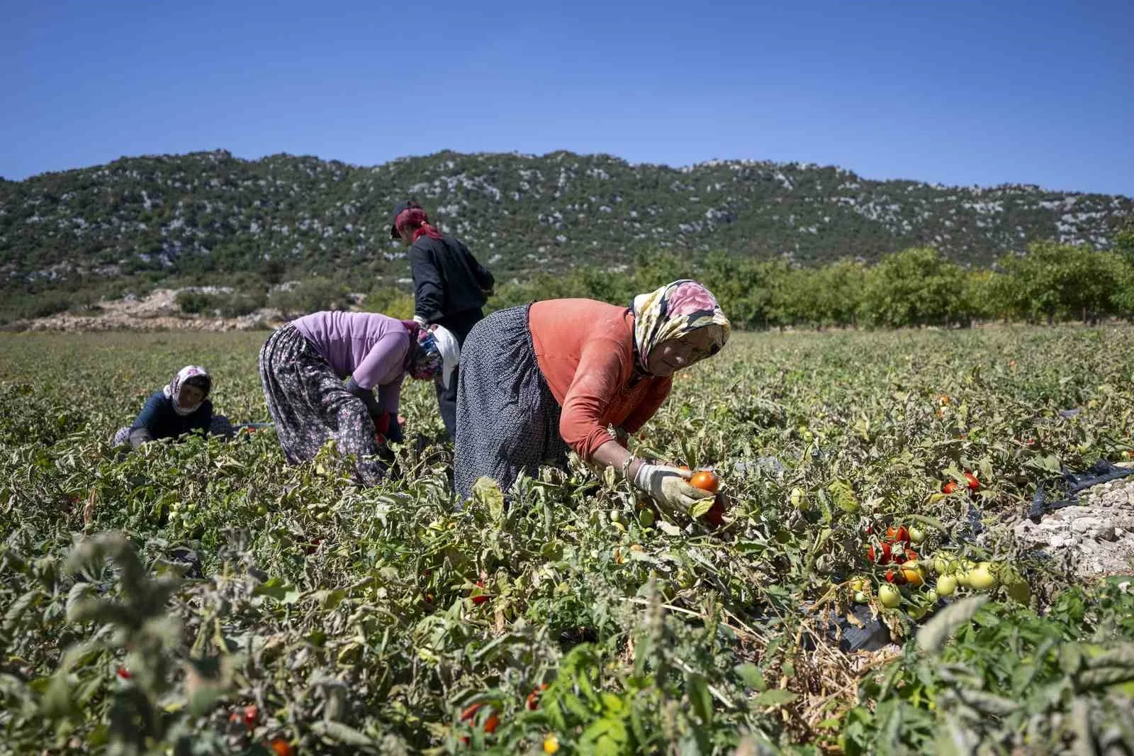 Mersin Büyükşehir Belediyesi, tarımsal üretimi desteklemeye yönelik projelerine bir yenisini