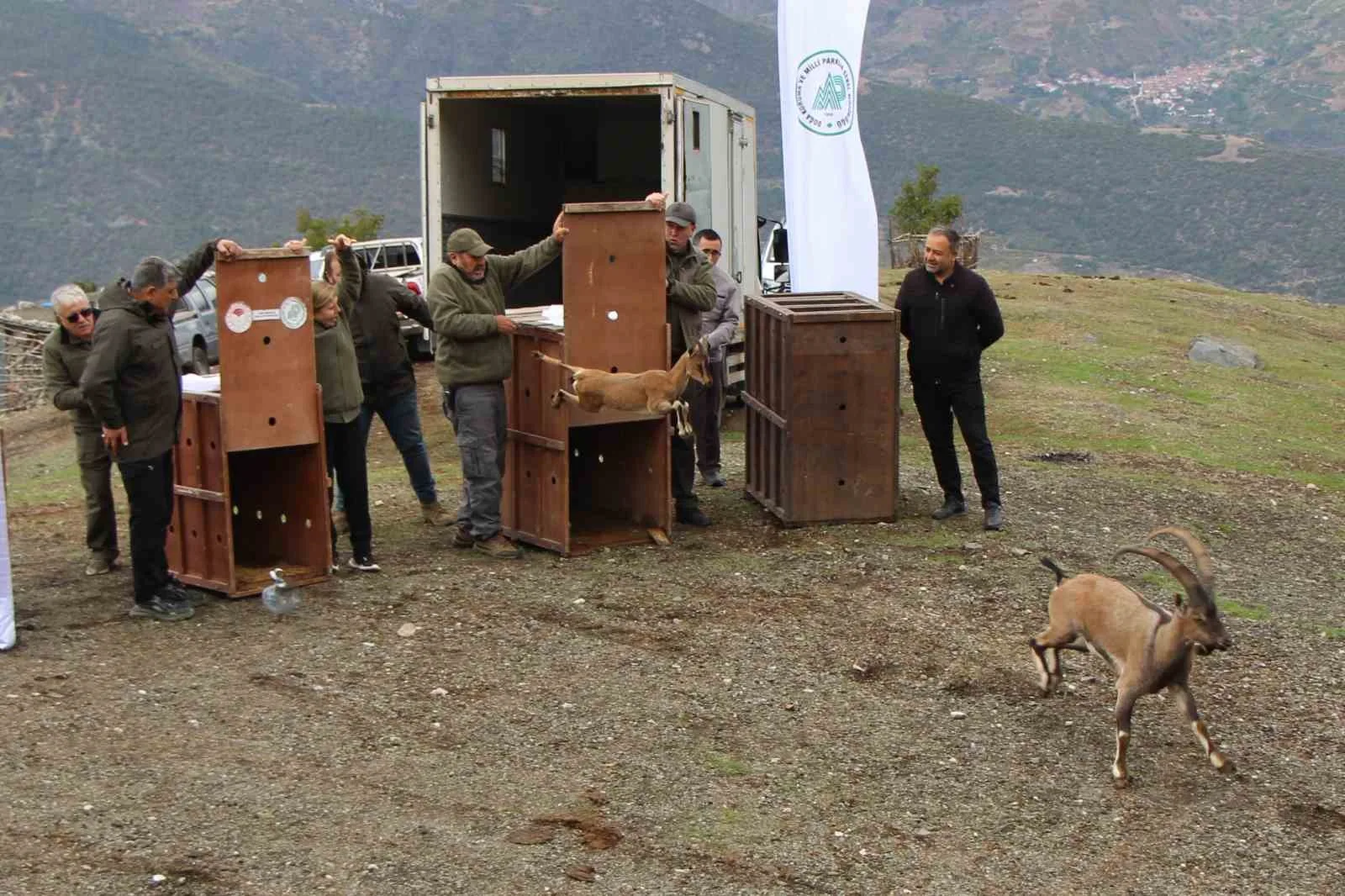 Akdeniz Bölgesi’nde Mersin civarında doğada yakalanan 5 yaban keçisi, Karadeniz