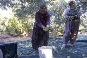 Mersin Büyükşehir Belediyesinin tarıma yönelik fidan destekleri kırsalda kalkınmaya katkı