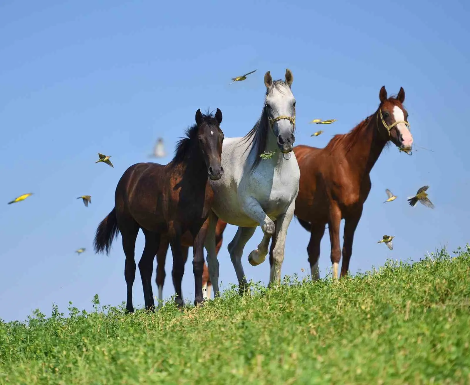 Malatya’nın Akçadağ ilçesinde bulunan Sultansuyu Tarım İşletmesi’nde yetiştirilen ünlü Arap