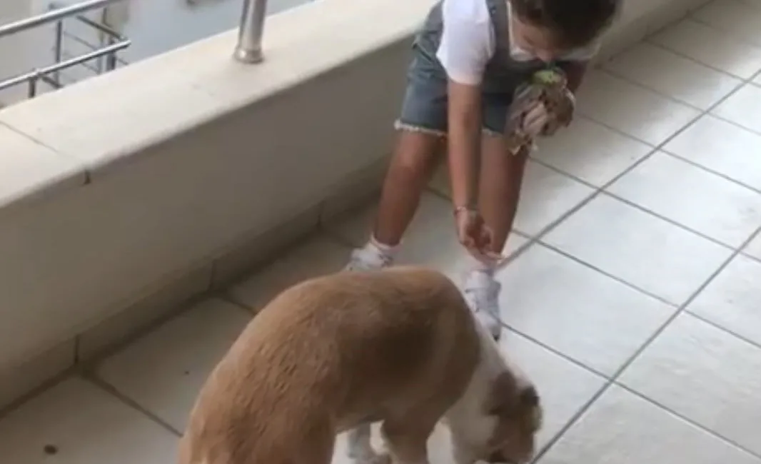 Muğla’nın Datça ilçesinde 4 yaşındaki Gökçe Erdoğan, öğretmeninin verdiği mama