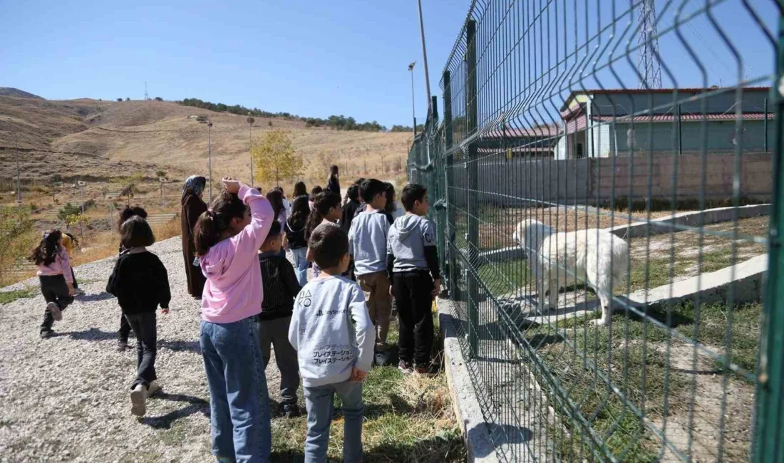 Van Büyükşehir Belediyesi, 4 Ekim Dünya Hayvanları Koruma Günü kapsamında