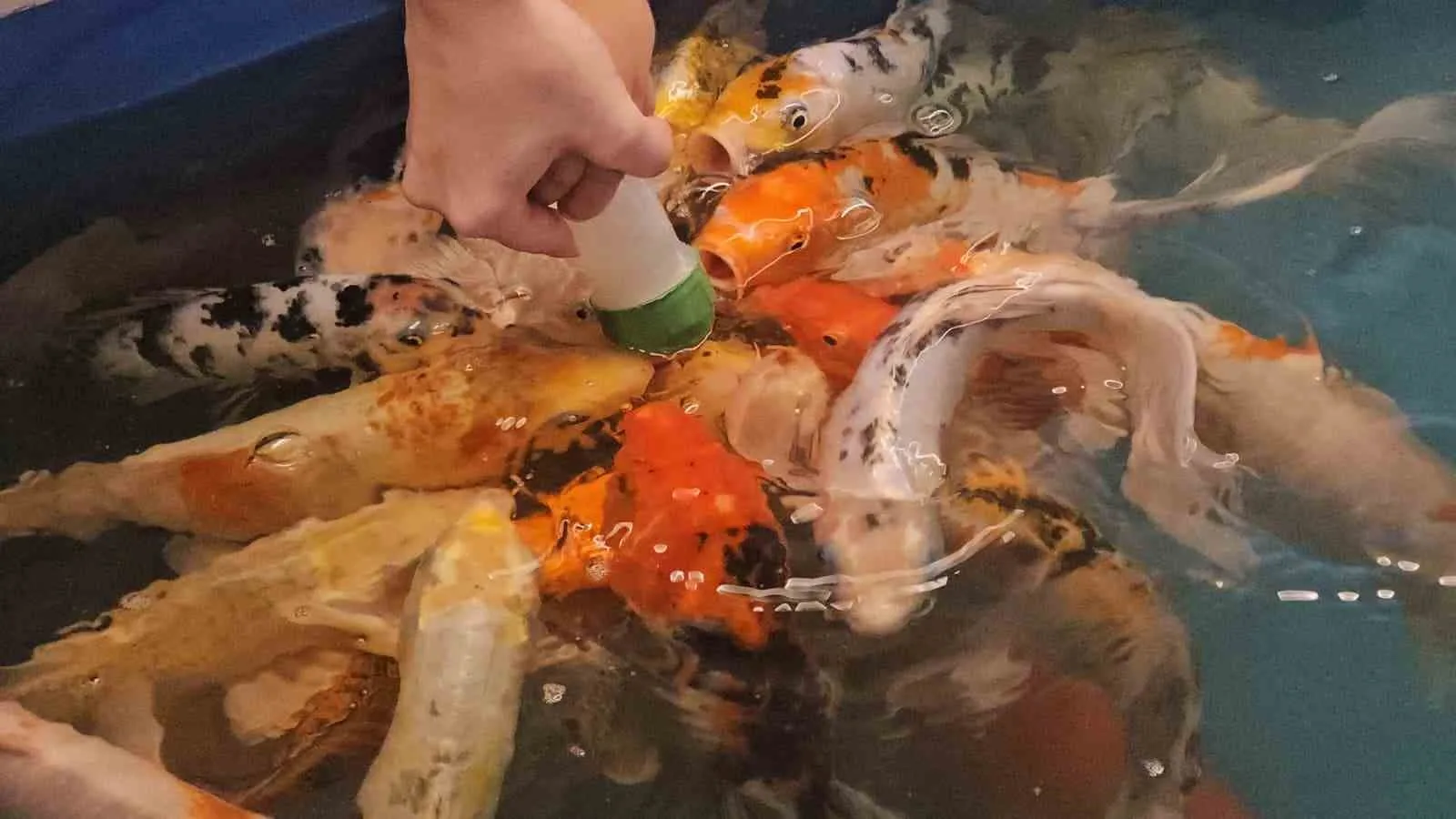 Zonguldak’ta biberonla balık besleme etkinliği miniklerin ilgisini çekiyor. Zonguldak’taki bir