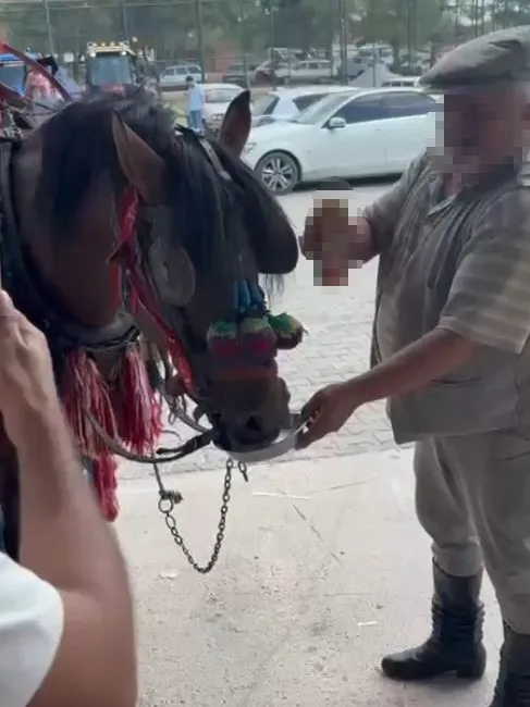 Muğla’nın Yatağan ilçesinde bir düğünde ata bile alkollü içki içirdiler.