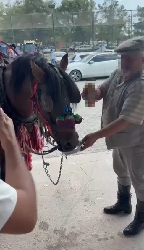 Muğla’nın Yatağan ilçesinde bir düğünde ata bile alkollü içki içirdiler.