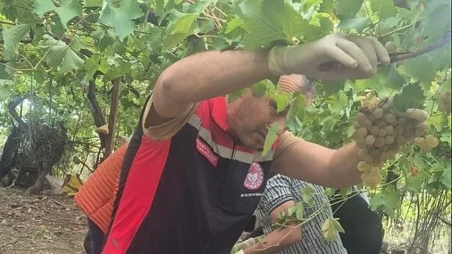 Muğla İl Tarım ve Orman Müdürlüğü ekiplerinin, 2025 yılı hasat