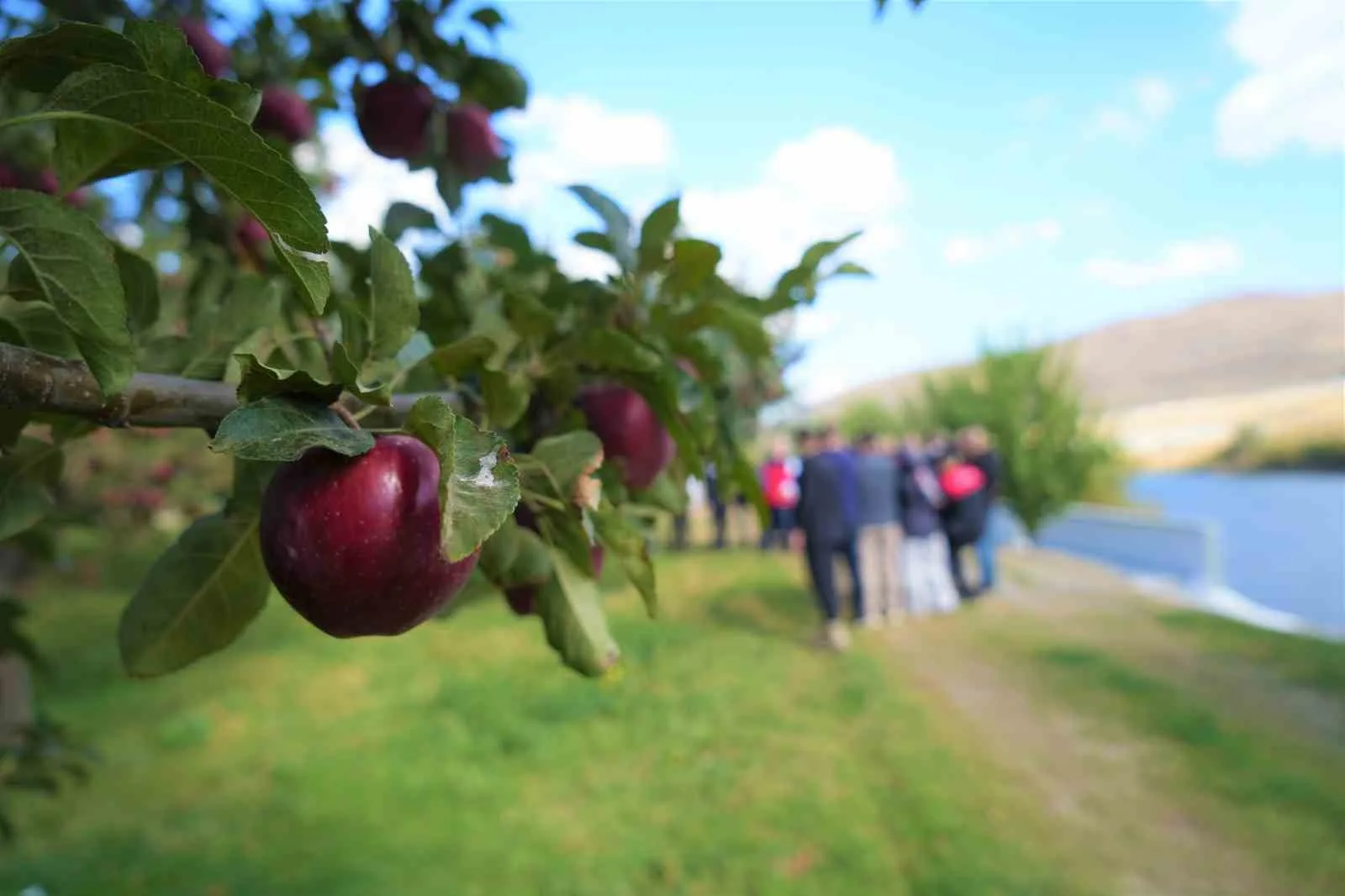 Muş’ta 4 bin 500 dekarlık alanda yapılan elma üretiminden bu