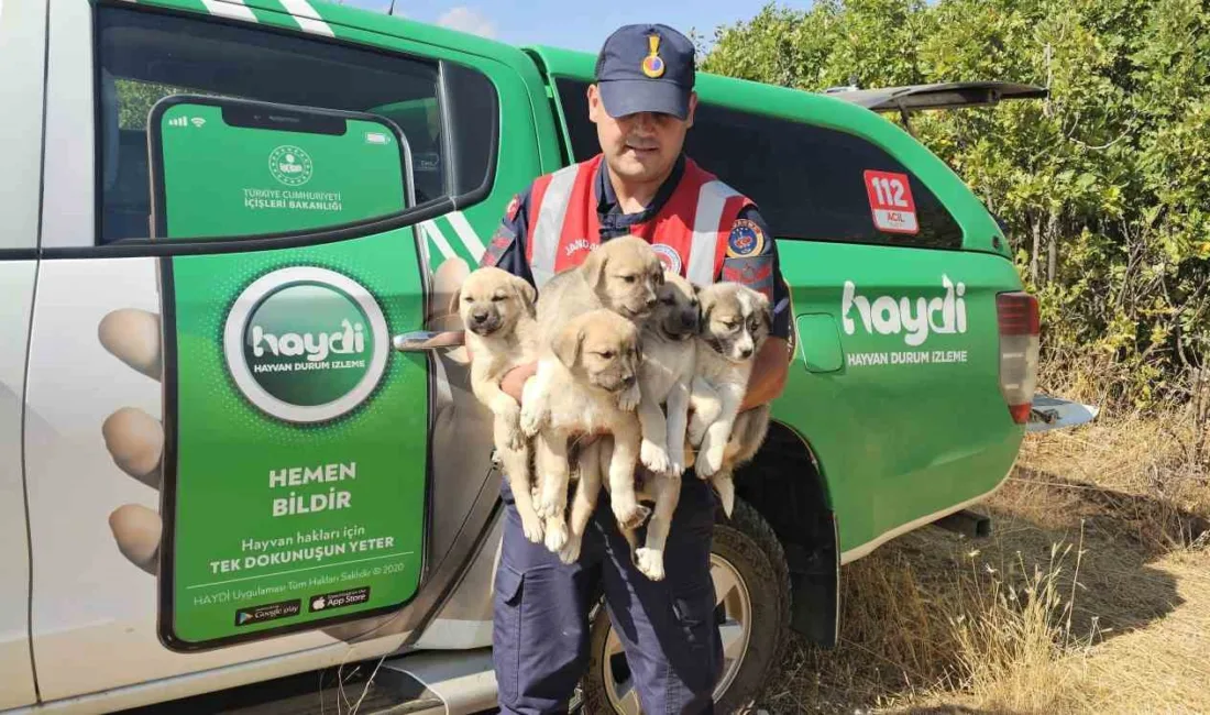 Muş’ta jandarma ekipleri tarafından ormanlık alana terk edilmiş halde bulunan