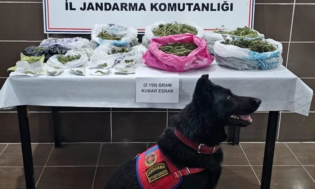 Muş’un Malazgirt ilçesinde jandarma ekiplerince düzenlenen operasyonda evinin bahçesinde kenevir