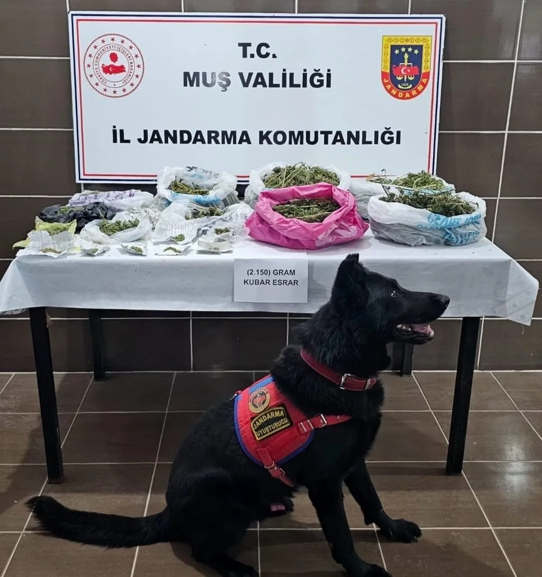 Muş’un Malazgirt ilçesinde jandarma ekiplerince düzenlenen operasyonda evinin bahçesinde kenevir