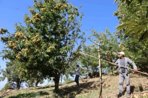 Aydın’da kestane hasadının yaklaşmasıyla birlikte işçi yevmiyeleri belli olurken, Nazilli