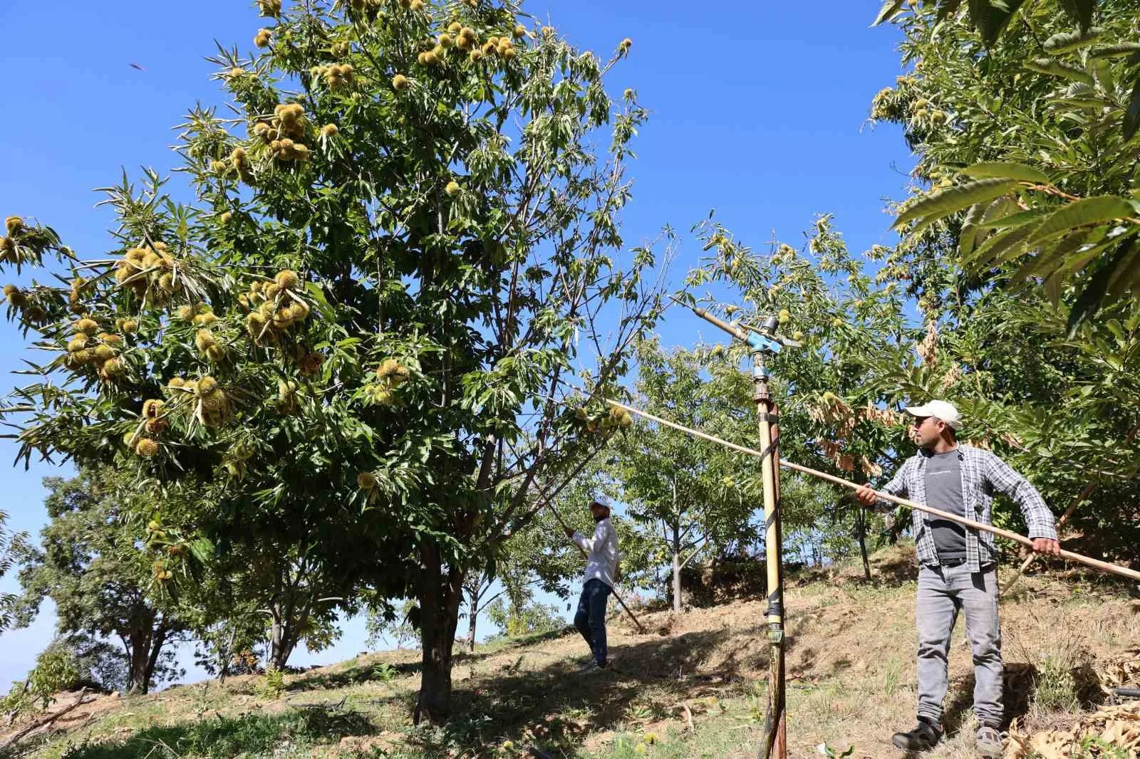 Aydın’da kestane hasadının yaklaşmasıyla birlikte işçi yevmiyeleri belli olurken, Nazilli