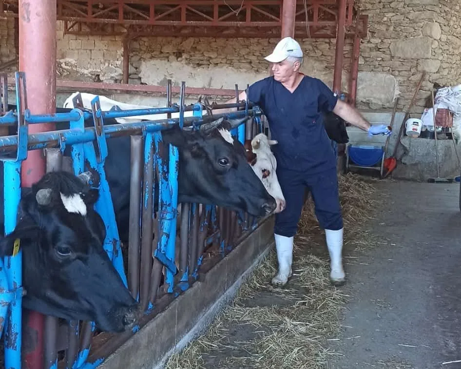 Aydın’ın Nazilli ilçesinde hayvan sağlığını korumaya yönelik yürütülen çalışmalar kapsamında