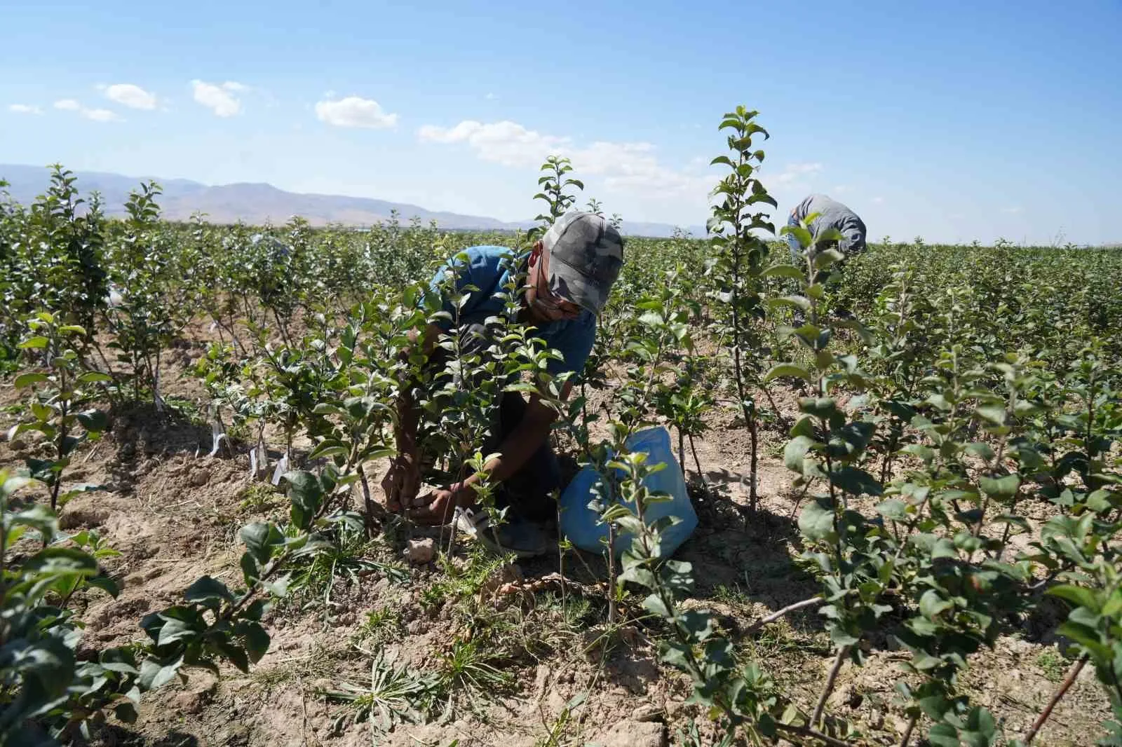 Türkiye’de elma üretiminde ikinci sırada yer alan Niğde, 2 milyonun
