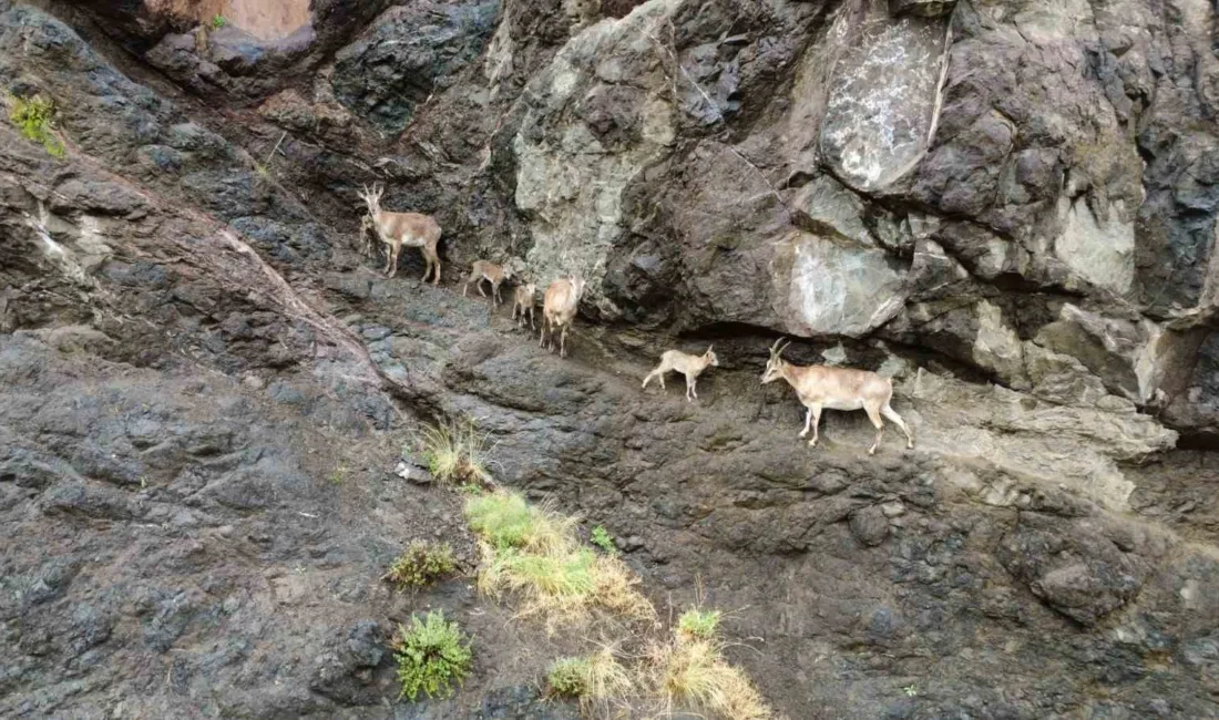 Erzurum’un Oltu ilçesinin Damlıca bölgesinde, doğa tutkunları tarafından dronla görüntülenen
