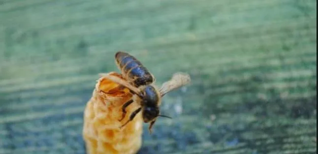 Ondokuz Mayıs Üniversitesi’nden (OMÜ) 3 akademisyen tarafından geliştirilen ve patenti