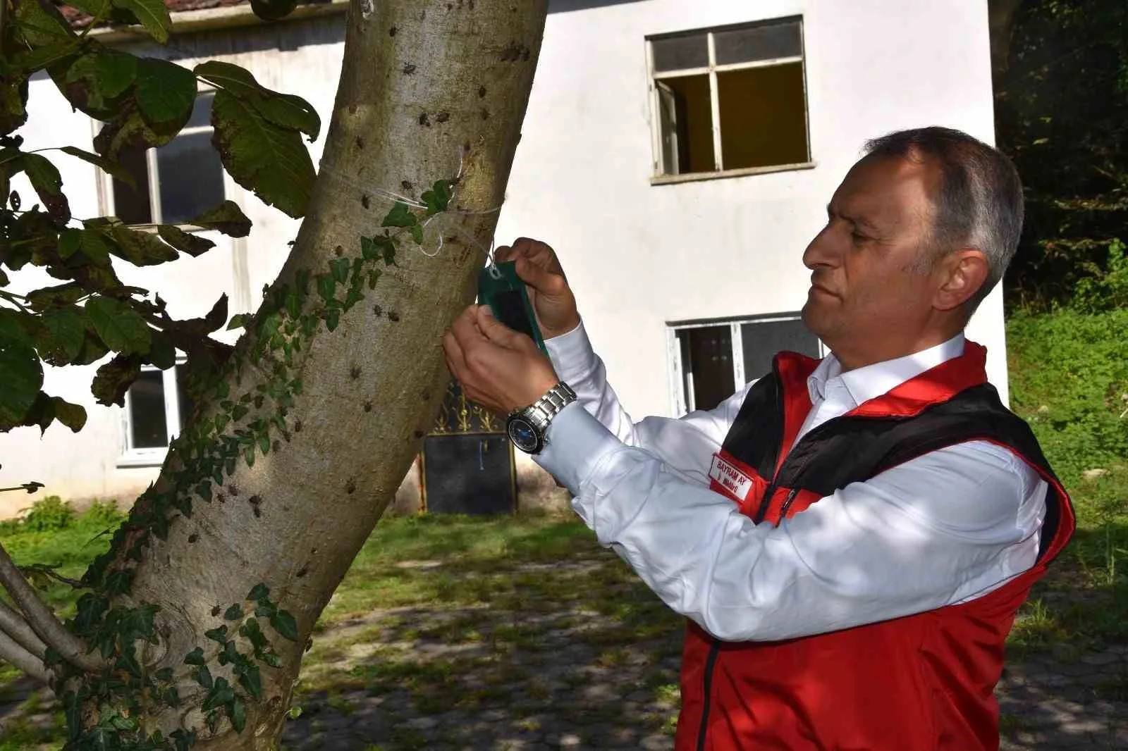 Ordu İl Tarım ve Orman Müdürü Bayram Ay, kahverengi kokarca