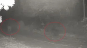 Çankırı’da doğaya yerleştirilen fotokapanlarla ormanda yiyecek arayan anne ayı ile