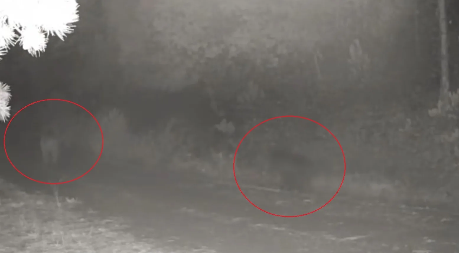 Çankırı’da doğaya yerleştirilen fotokapanlarla ormanda yiyecek arayan anne ayı ile