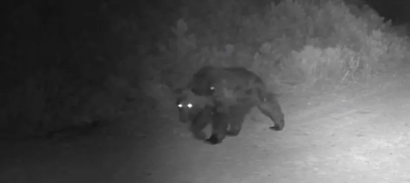 Çankırı’da doğaya yerleştirilen fotokapanlarla ormanda yiyecek arayan ayıyı görüntülendi. Çankırı’da